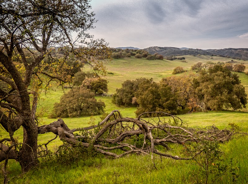 Wild Wonders of Santa Rosa Plateau Ecological Preserve outdoor detail