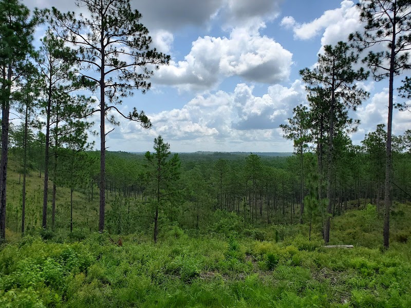Scenic Forest Views at Longleaf Vista Nature Trail - Longleaf Vista Nature Trail