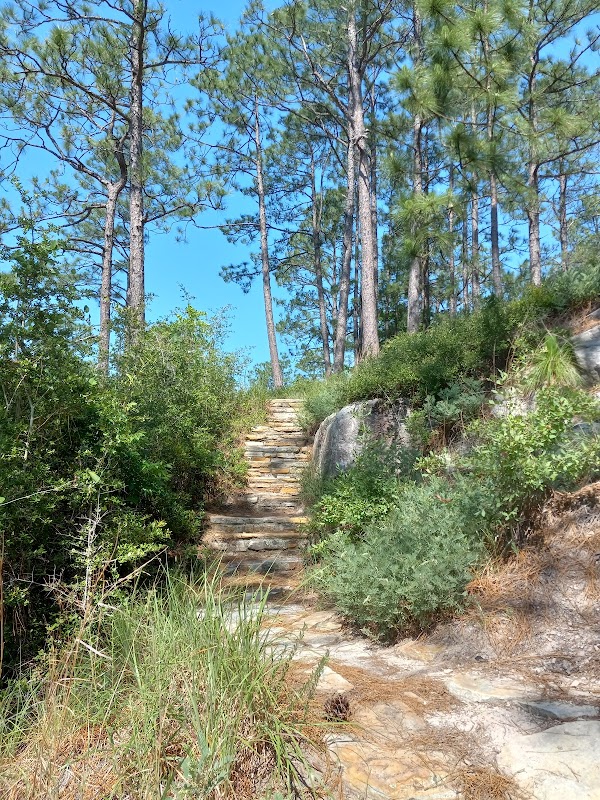 Scenic Forest Views at Longleaf Vista Nature Trail - Longleaf Vista Nature Trail