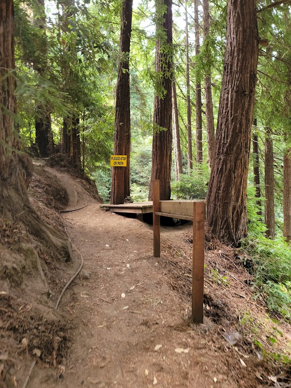 Optical Illusions and Forest Mysteries in Santa Cruz - The Mystery Spot
