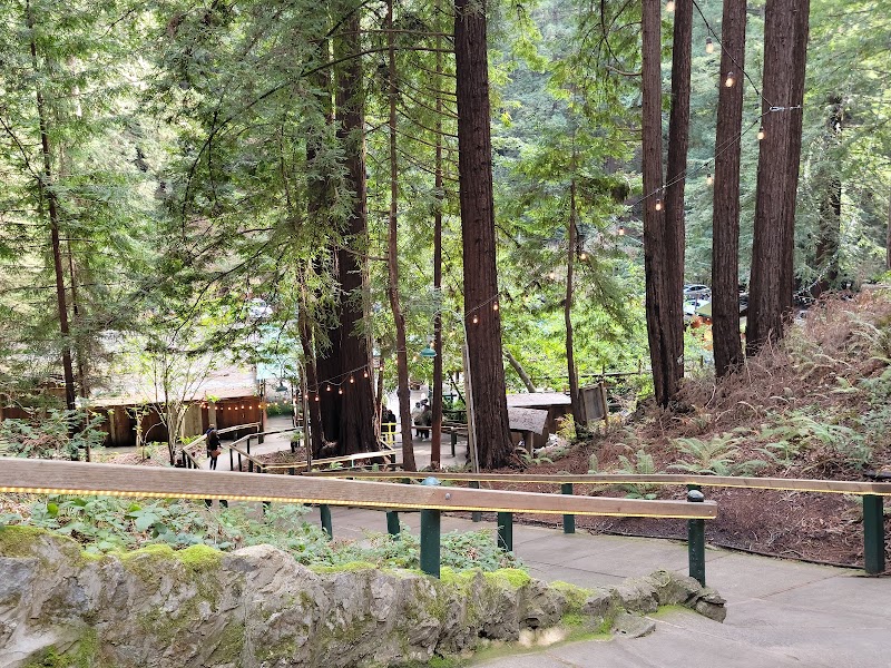 Optical Illusions and Forest Mysteries in Santa Cruz outdoor detail