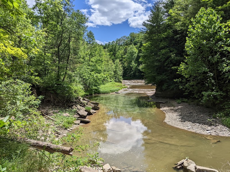 Nature’s Quiet Retreat: Sonyea State Forest Near Dansville, NY - Sonyea State Forest