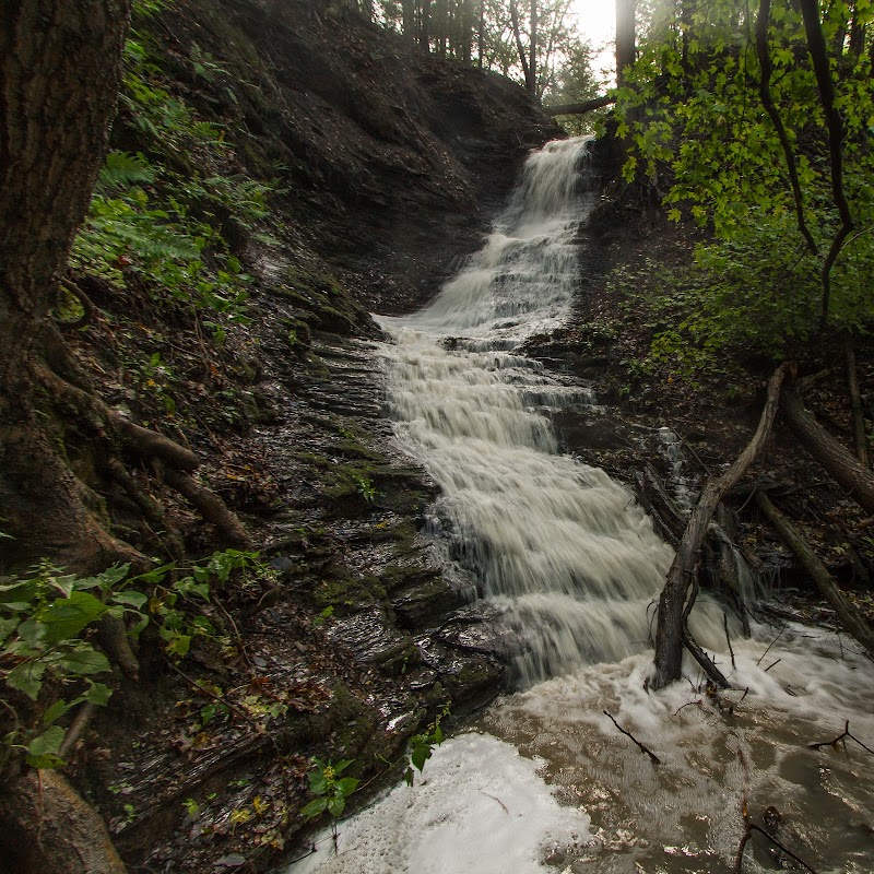 Nature’s Quiet Retreat: Sonyea State Forest Near Dansville, NY surrounding landscape