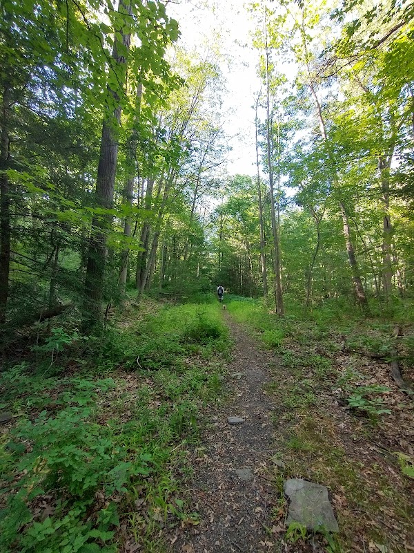 Nature’s Quiet Retreat: Sonyea State Forest Near Dansville, NY outdoor detail