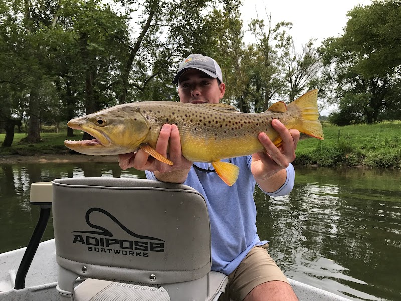 Fly Fishing Adventures with Brown Trout Fly Fishing in Asheville - Asheville