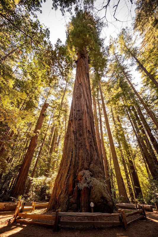 Redwood Grove Loop Trail: Majestic Redwoods of Felton, California surrounding landscape