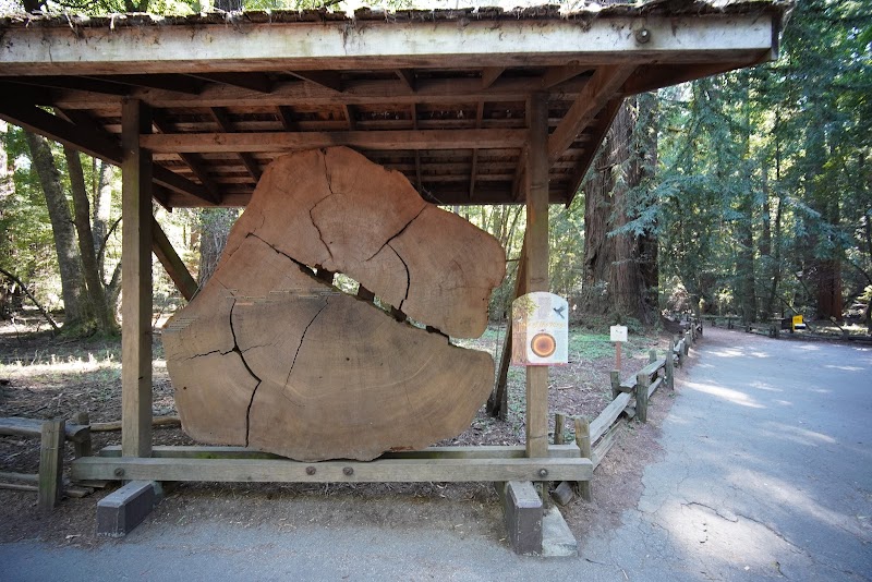 Redwood Grove Loop Trail: Majestic Redwoods of Felton, California outdoor detail