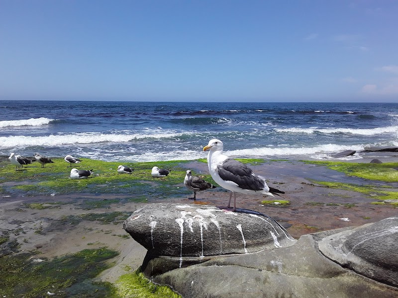 Tide Pools & Coastal Life at La Jolla - La Jolla Tide Pools