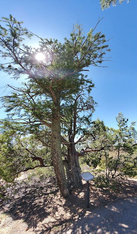 Scenic Hiking at Mogollon Rim Trail near Lakeside, Arizona - Mogollon Rim Trail