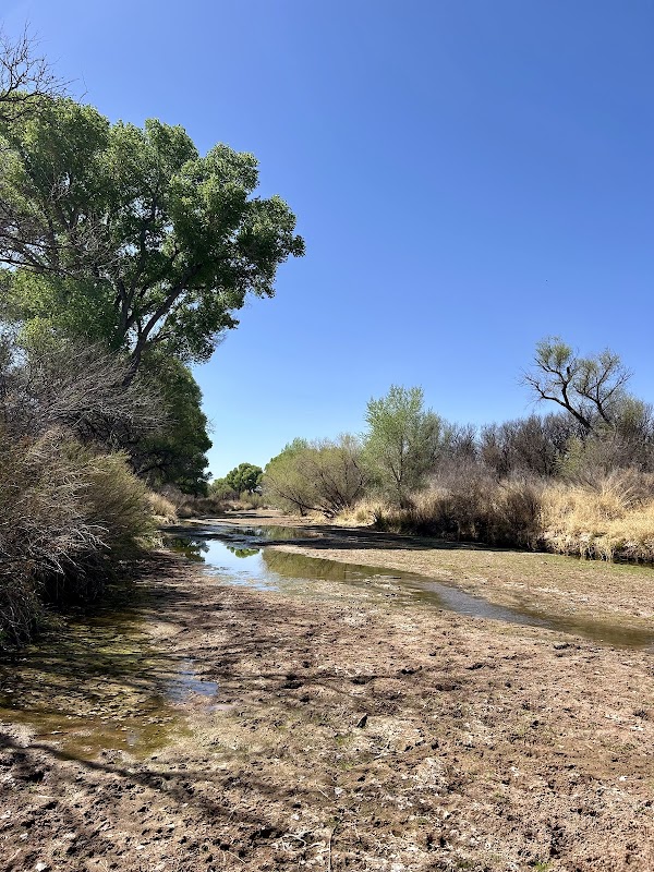 Riverside Serenity at San Pedro River, Arizona - San Pedro River