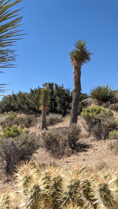 Hiking Adventure at Hi-View Trailhead near Yucca Valley, CA - Hi-View Trailhead