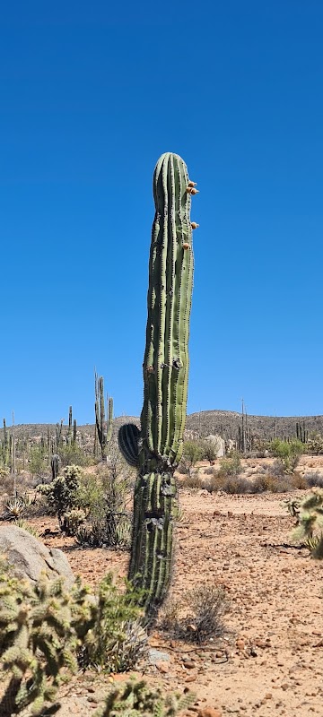 Desert Adventure & Rock Formations at Cataviña, Baja California - Cataviña