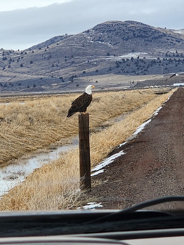 Wildlife Refuge Wonder: Lower Klamath National Wildlife Refuge - Lower Klamath National Wildlife Refuge
