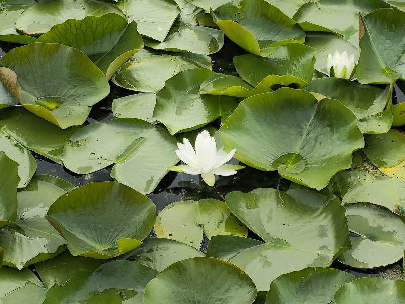Serene Water Sports & Nature at Lake of the Isles Park, Minneapolis surrounding landscape