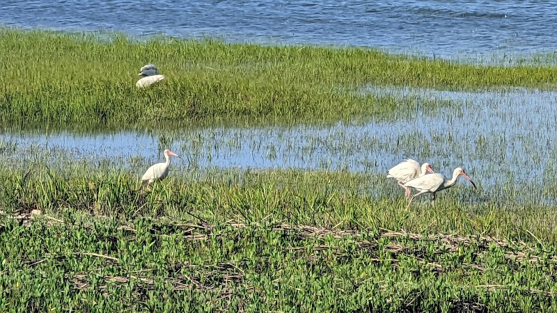 Scenic Coastal Trail at Oyster Village Horse Island near Cape Charles, VA surrounding landscape