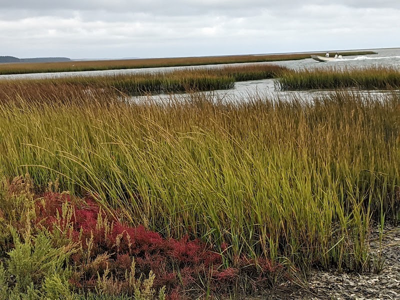 Scenic Coastal Trail at Oyster Village Horse Island near Cape Charles, VA - Oyster Village Horse Island Trail