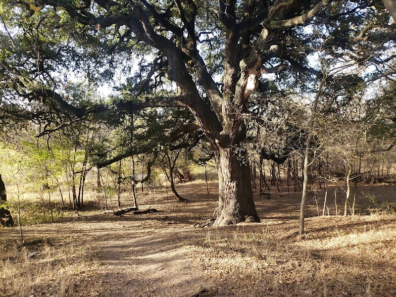 Natural Wonder & Adventure at Cathedral Rock Park, San Antonio - Cathedral Rock Park