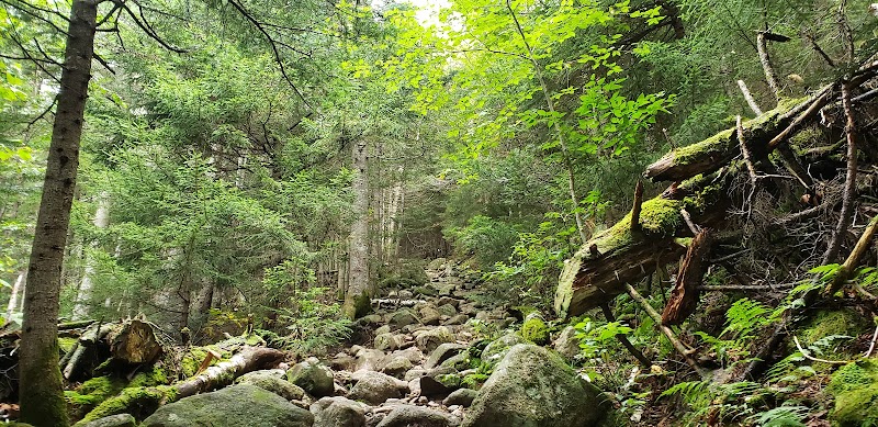 Nature Hiking at Liberty Springs Trail in Lincoln, New Hampshire - Liberty Springs Trail