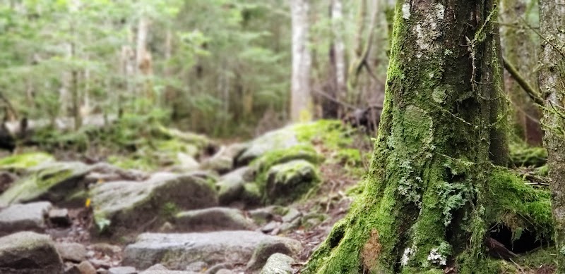 Nature Hiking at Liberty Springs Trail in Lincoln, New Hampshire - Liberty Springs Trail