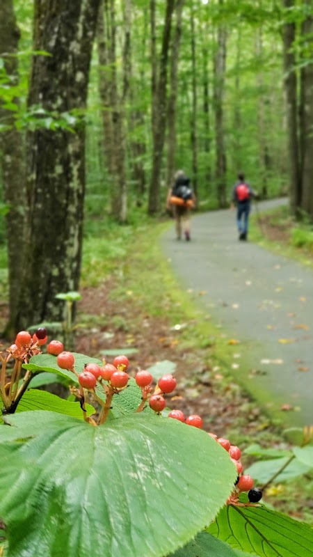 Nature Hiking at Liberty Springs Trail in Lincoln, New Hampshire outdoor detail