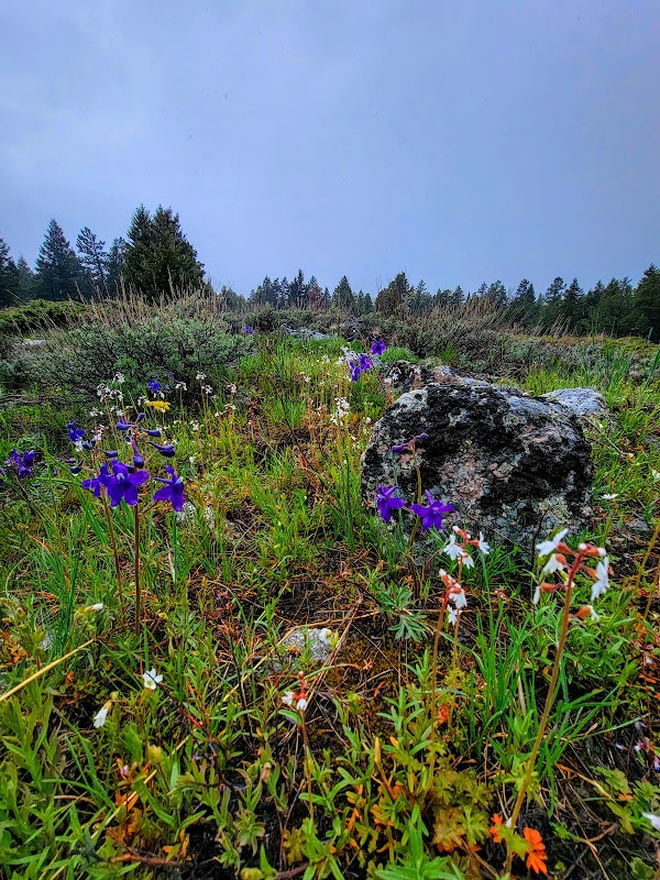 Scenic Hiking and Nature at Red Lodge Creek Trailhead - Red Lodge Creek Trailhead