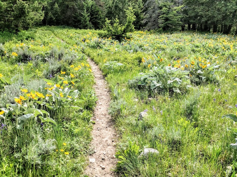 Scenic Hiking and Nature at Red Lodge Creek Trailhead - Red Lodge Creek Trailhead