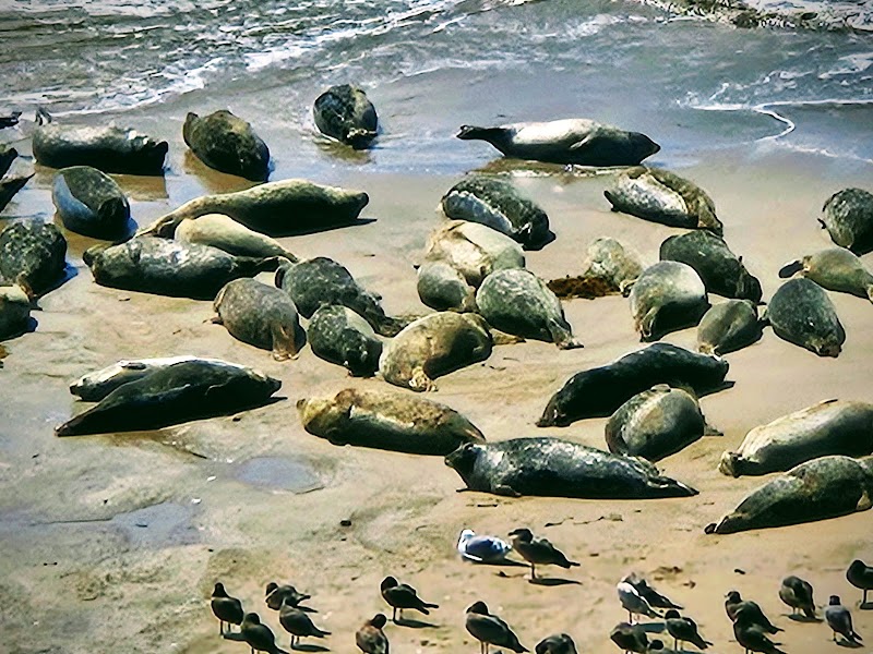 Coastal Nature & Tar Pits Park in Carpinteria, California surrounding landscape