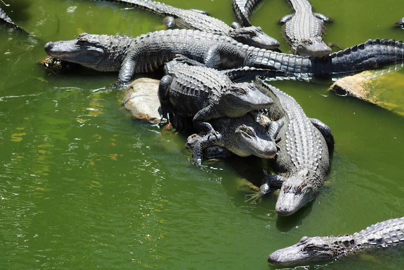 Birdwatching & Nature at South Padre Island - South Padre Island Birding And Nature Center