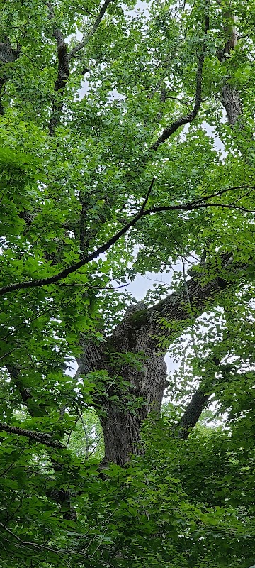 Giant Poplar Tree of Horse Cove, Highlands, NC - Horse Cove Poplar Tree