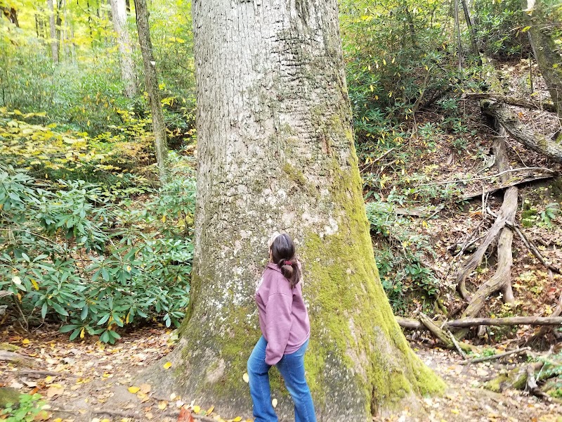 Giant Poplar Tree of Horse Cove, Highlands, NC - Horse Cove Poplar Tree
