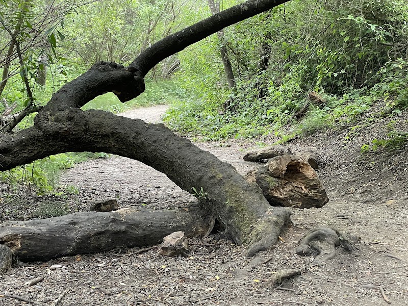 Hiking Glen Canyon Creeks to Peaks Trailhead in San Francisco - Glen Canyon Creeks to Peaks Trailhead