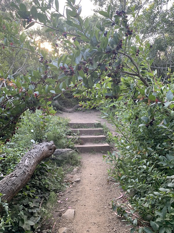 Hiking Glen Canyon Creeks to Peaks Trailhead in San Francisco outdoor detail