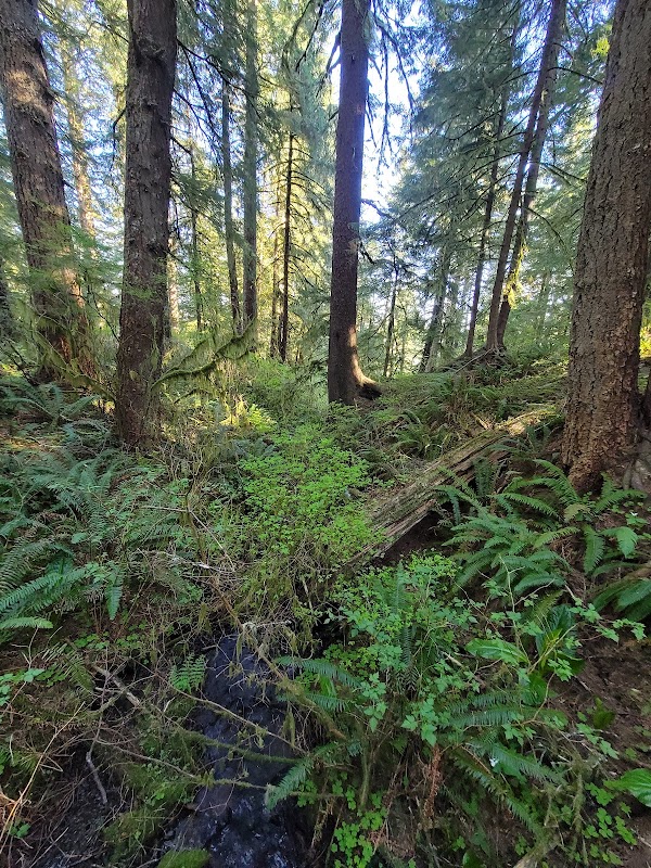 Hiking Adventure at Cascade Head - Rainforest Trailhead, Oregon Coast outdoor detail