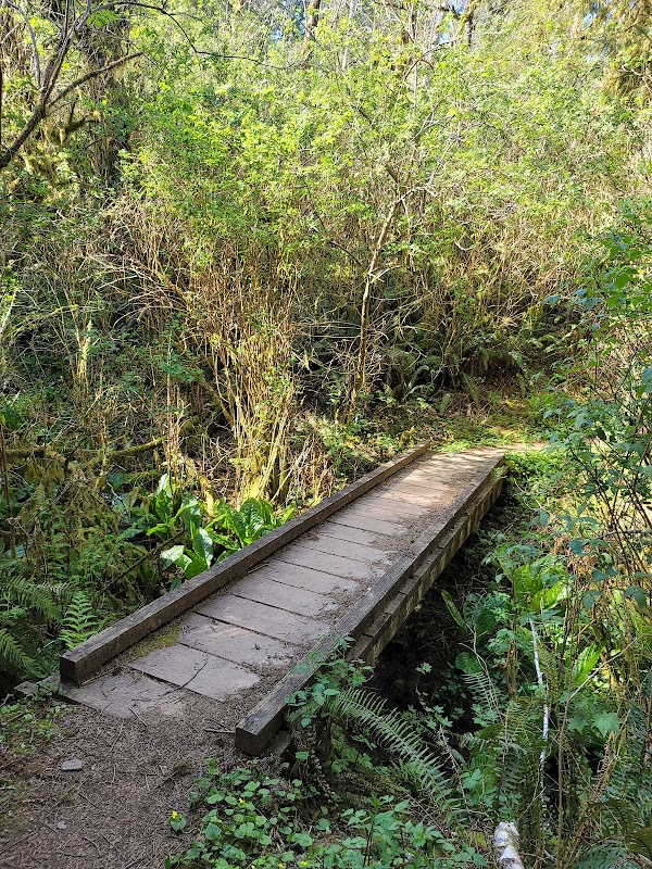 Hiking Adventure at Cascade Head - Rainforest Trailhead, Oregon Coast surrounding landscape