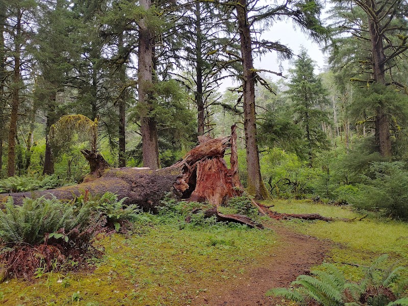Coastal Hiking & Scenic Views at Cascade Head Preserve - Upper Trailhead - Cascade Head Preserve - Upper Trailhead