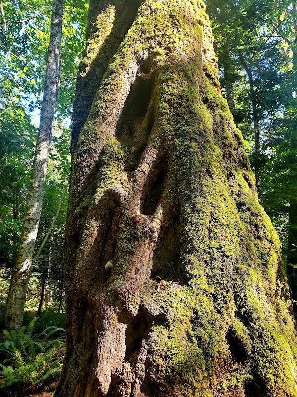 Scenic Coastal Hiking at Cable Bay Trail, Nanaimo - Cable Bay Trail