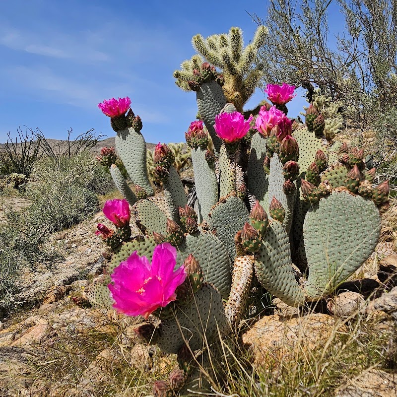 Wildflower Viewing at Coyote Canyon - Anza-Borrego Desert State Park - Coyote Canyon Wildflower Viewing Area - Anza-Borrego Desert State Park
