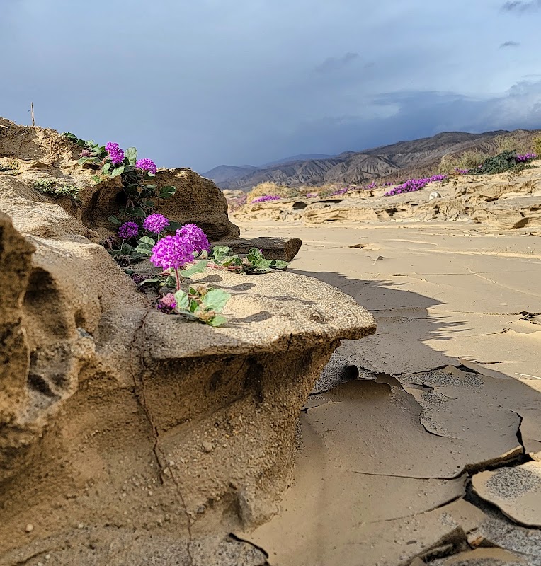 Wildflower Viewing at Coyote Canyon - Anza-Borrego Desert State Park surrounding landscape