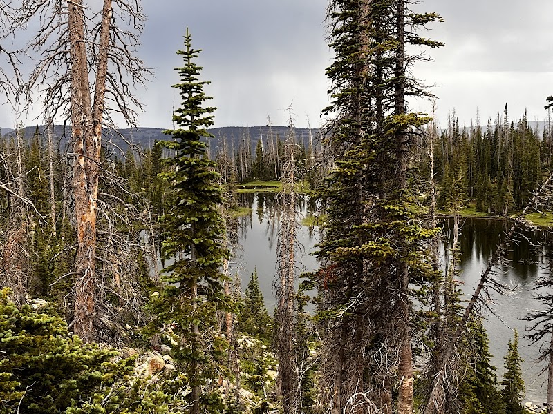 Tranquil Waters and Tall Pines at Watson Lake, Utah - Watson Lake