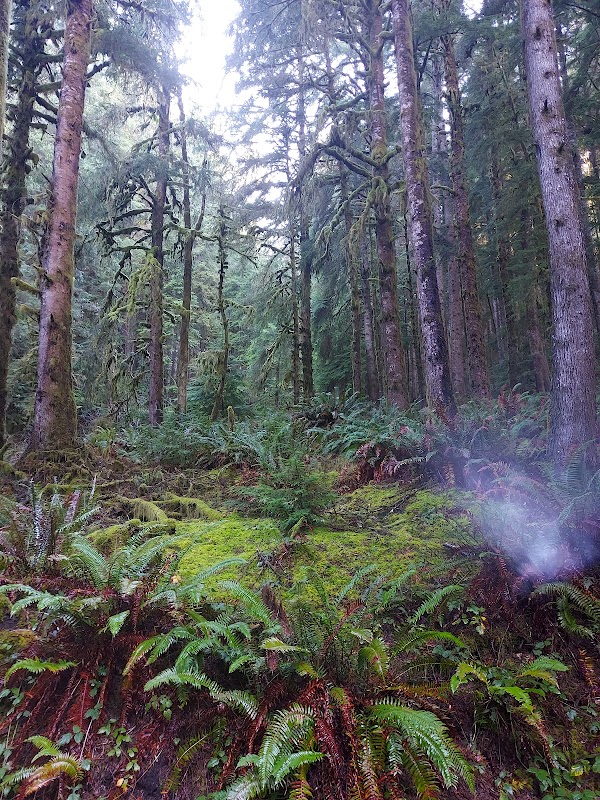 Scenic Coastal Charm at Devils Elbow, Oregon - Devils Elbow