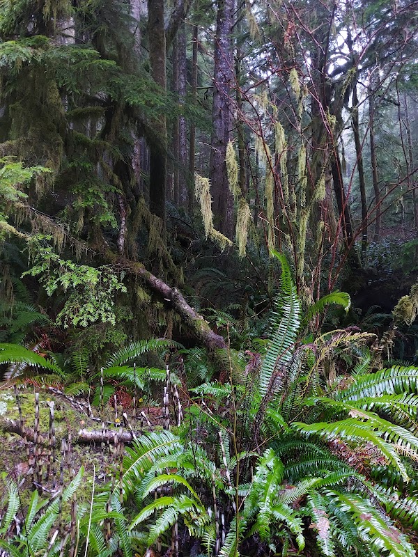 Scenic Coastal Charm at Devils Elbow, Oregon surrounding landscape