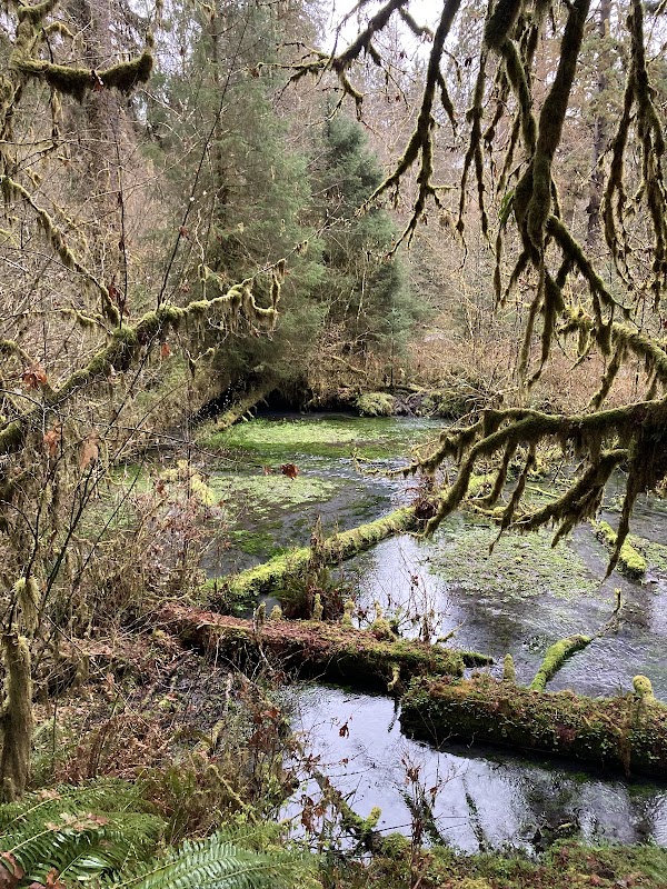 Temperate Rainforest Adventure: Hoh River Trail in Washington - Hoh River Trail
