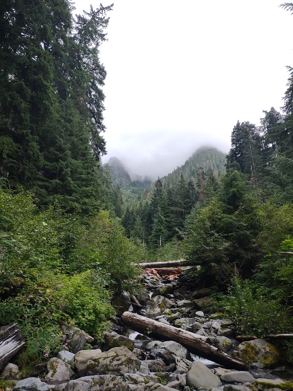 Temperate Rainforest Adventure: Hoh River Trail in Washington surrounding landscape