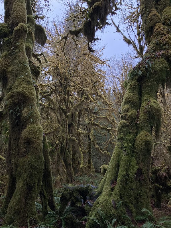 Temperate Rainforest Adventure: Hoh River Trail in Washington outdoor detail