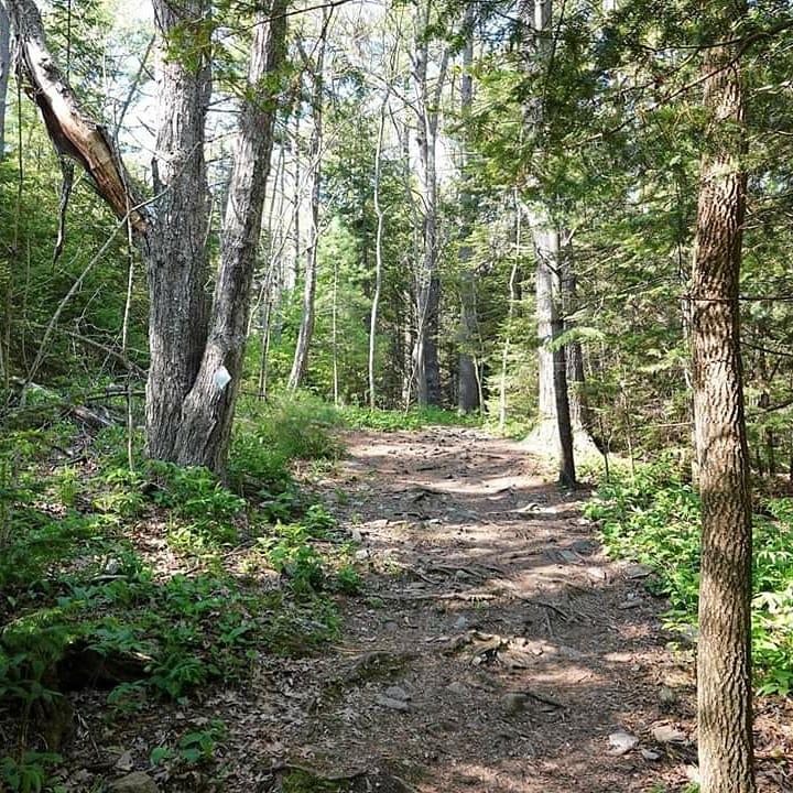 Woodland Tranquility at Robinson Woods Preserve, Cape Elizabeth, Maine outdoor detail