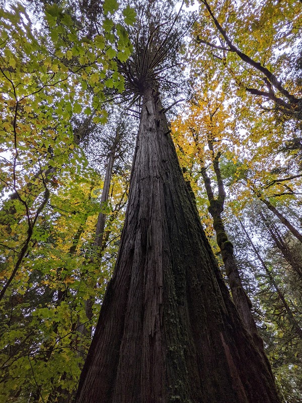 Forest Walk & Nature Trail at Trail of the Cedars surrounding landscape