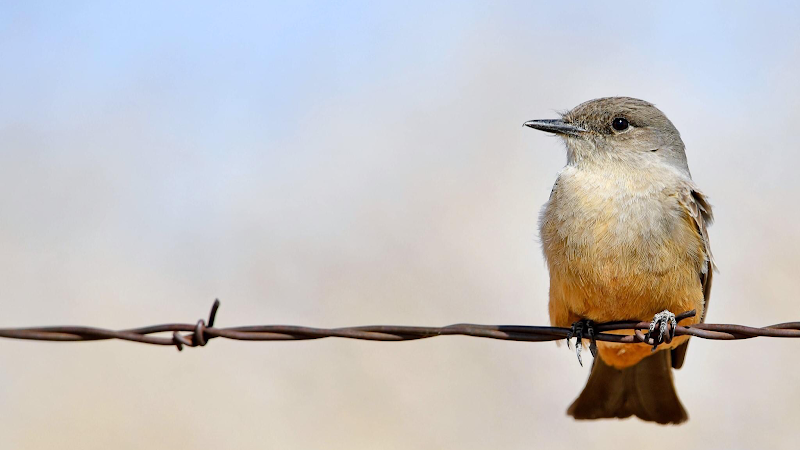 Wildlife Refuge & Nature Reserve in Albuquerque - Valle de Oro National Wildlife Refuge