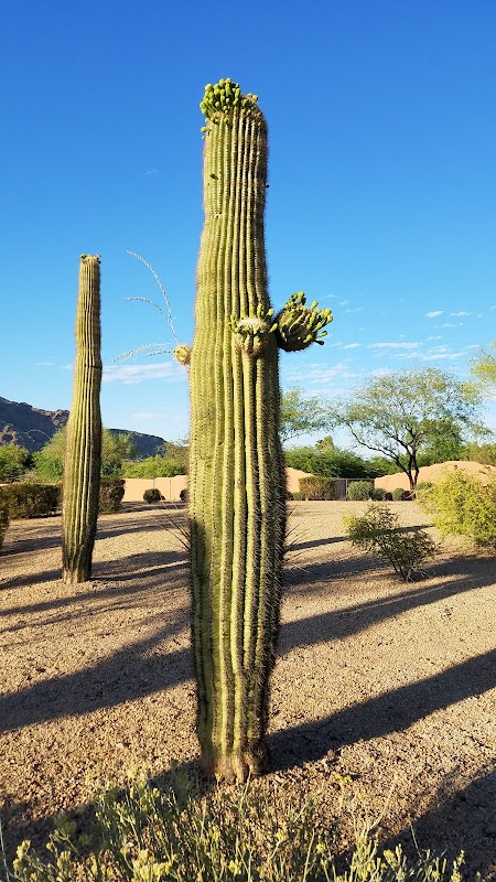 Hiking Adventure at Echo Canyon Recreation Area in Phoenix, Arizona outdoor detail