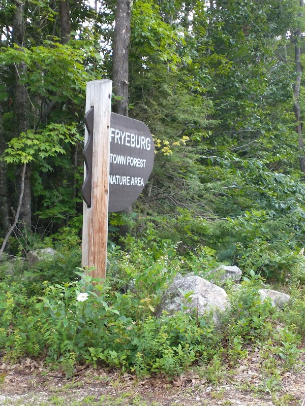 Winter Woodland Walks in Fryeburg Town Forest outdoor detail