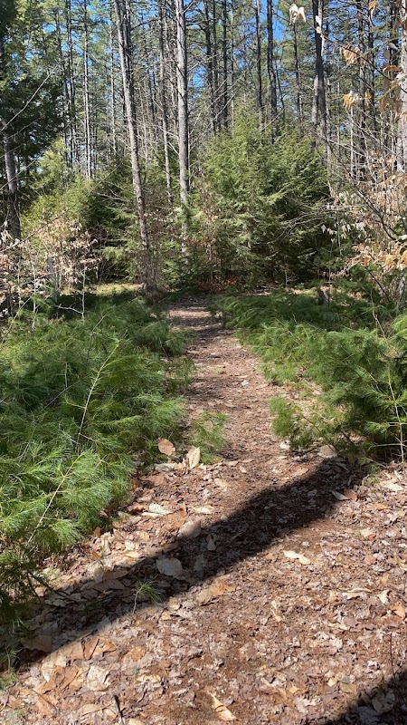 Winter Woodland Walks in Fryeburg Town Forest - Fryeburg Town Forest